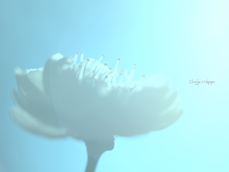 100130Ume.jpg