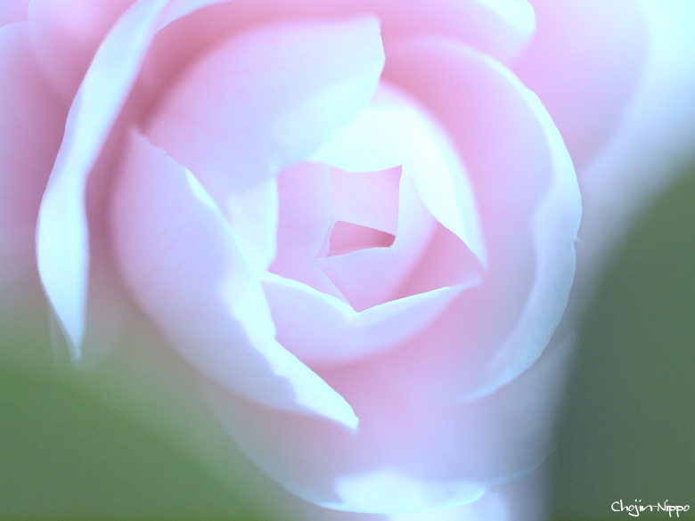 100304Botan02.jpg