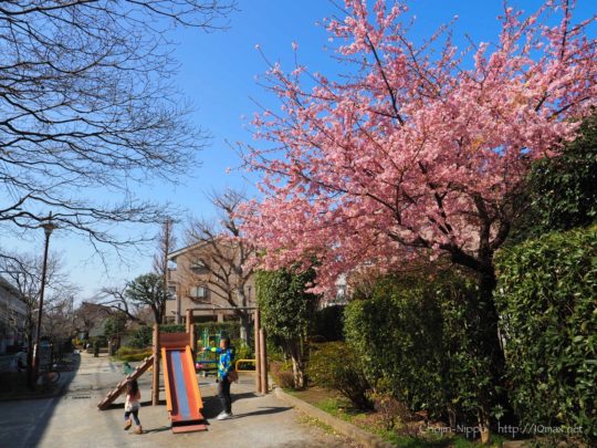 河津桜