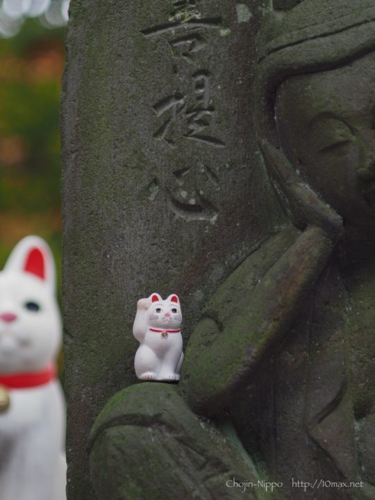 豪徳寺　招き猫　紅葉