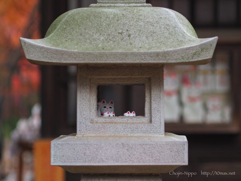 豪徳寺　招き猫　紅葉